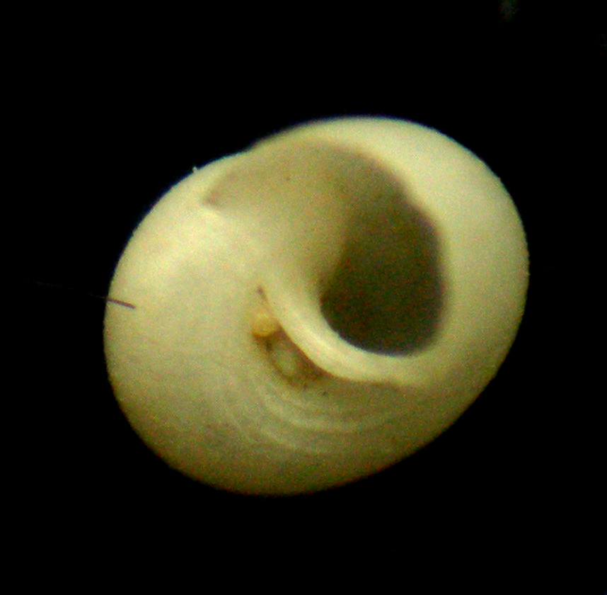 cirsonella romettensis